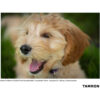 Tamron 70-180mm f/2.8 Di III VC VXD G2
