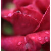 Canon RF 24mm f/1.8 Macro IS STM