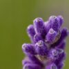 Sigma 105mm f/2.8 EX DG OS HSM Macro