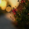 Sigma 56mm f/1.4 DC DN Contemporary