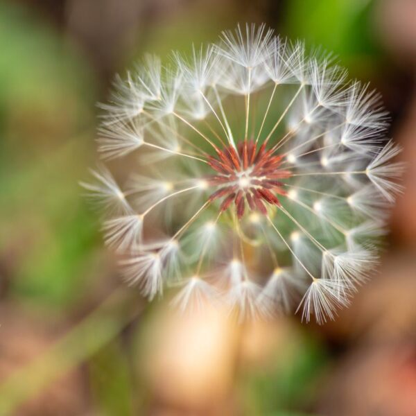 Tokina atx-i 100mm f/2.8 FF Macro