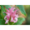 Sony FE 24-70mm f/2.8 GM II