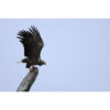 Canon RF 100-400mm f/5.6-8 IS USM
