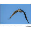 Tamron 150-600mm f/5-6.3 DI VC USD G2