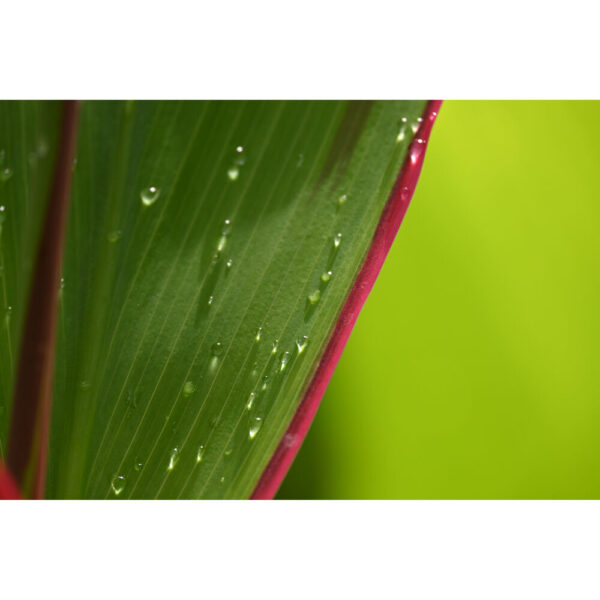 Nikon Z DX 18-140mm f/3.5-6.3 VR
