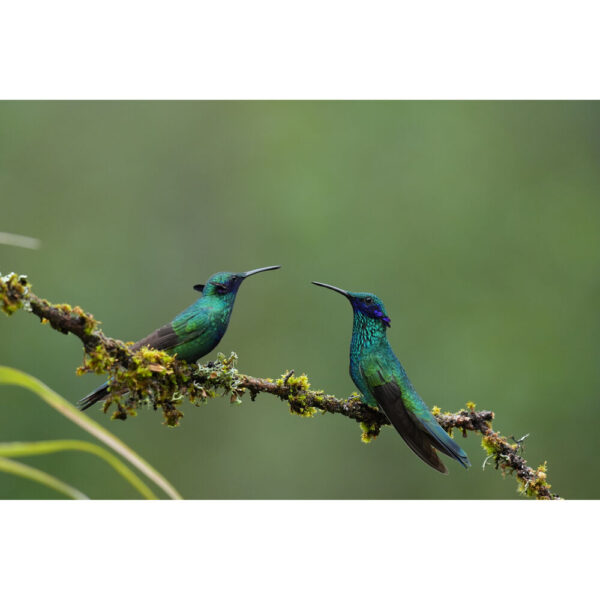 Sony FE 400-800mm f/6.3-8 G OSS