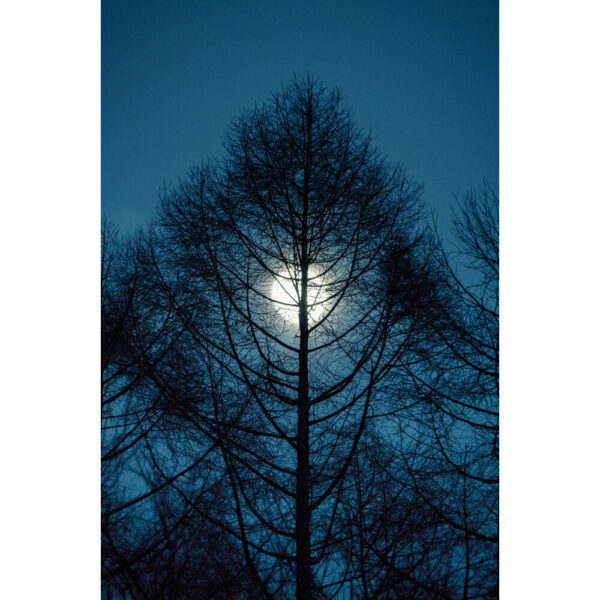 Sigma 16-300mm f/3.5-6.7 DC OS Contemporary