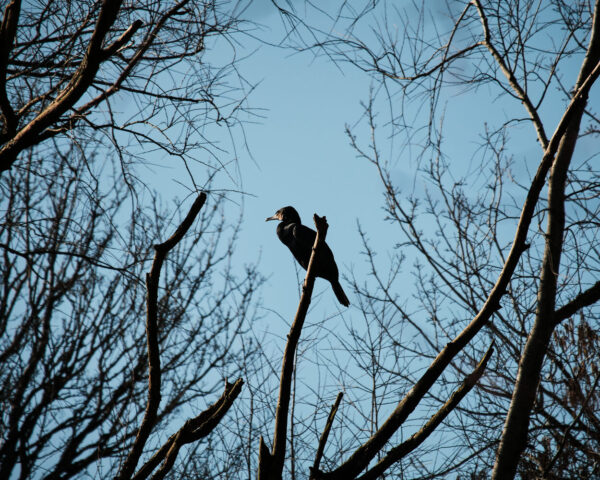 FUJIFILM XC 50-230mm f/4.5-6.7 OIS II