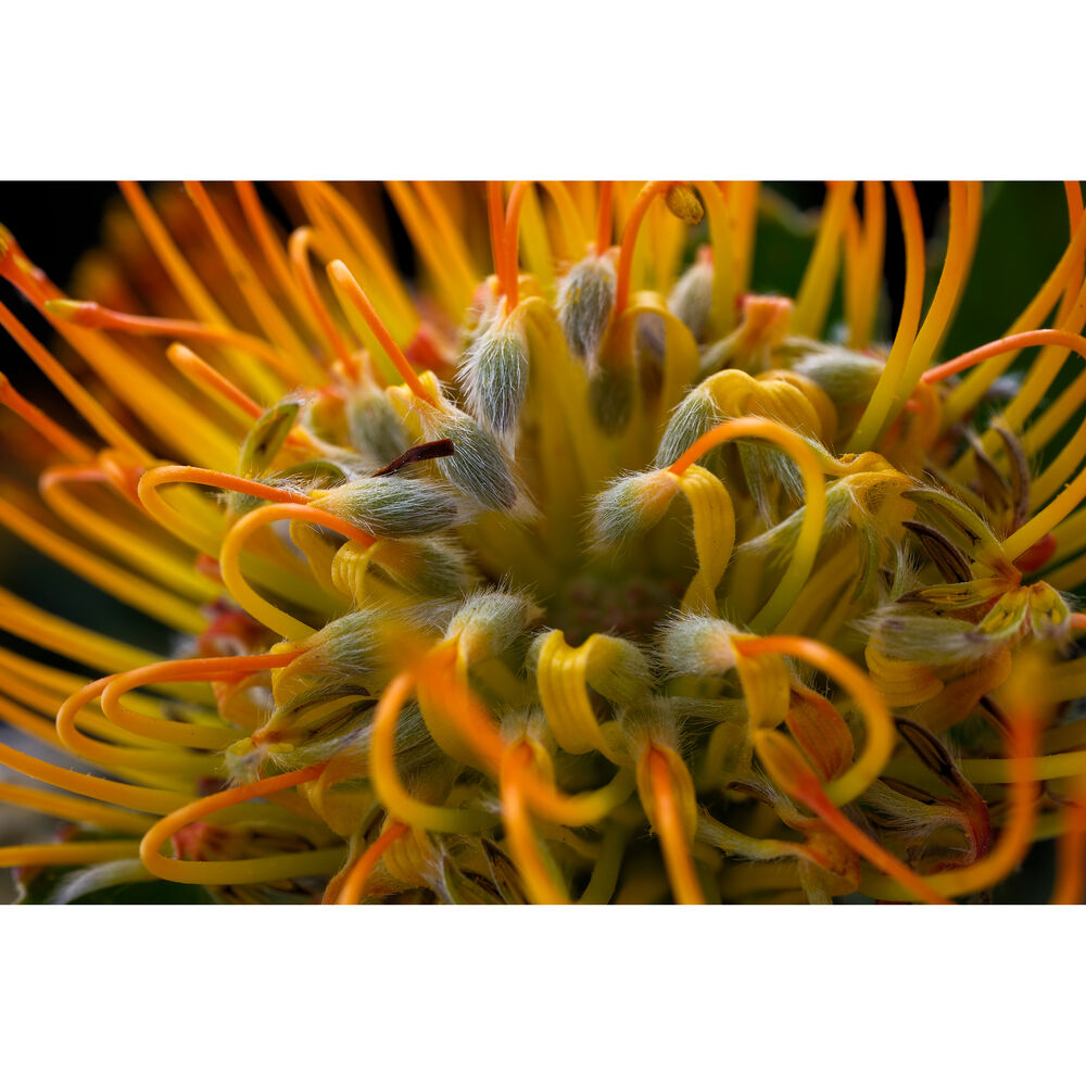 FUJIFILM-X-T50 Body-Charcoal-Silver-9 FUJIFILM X-T50 Body Charcoal Silver